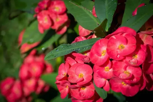Euphorbia_Mili_Red_For_Home_Garden