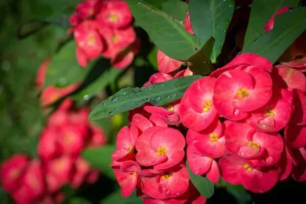 Euphorbia_Mili_Red_For_Home_Garden