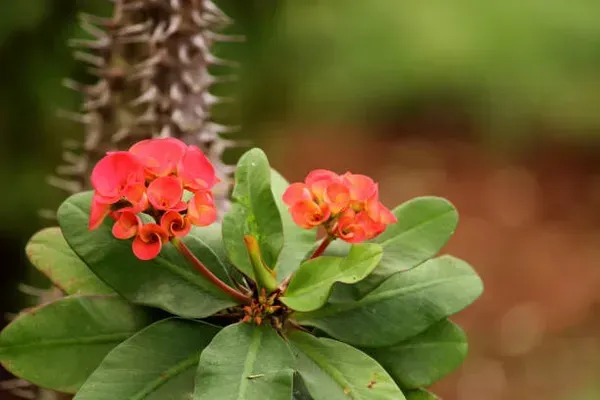 Euphorbia_Mili_Red_For_Home_Garden