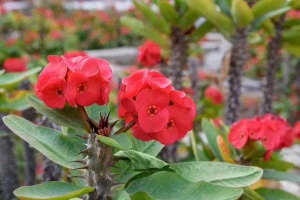 Euphorbia_Mili_Red_For_Home_Garden