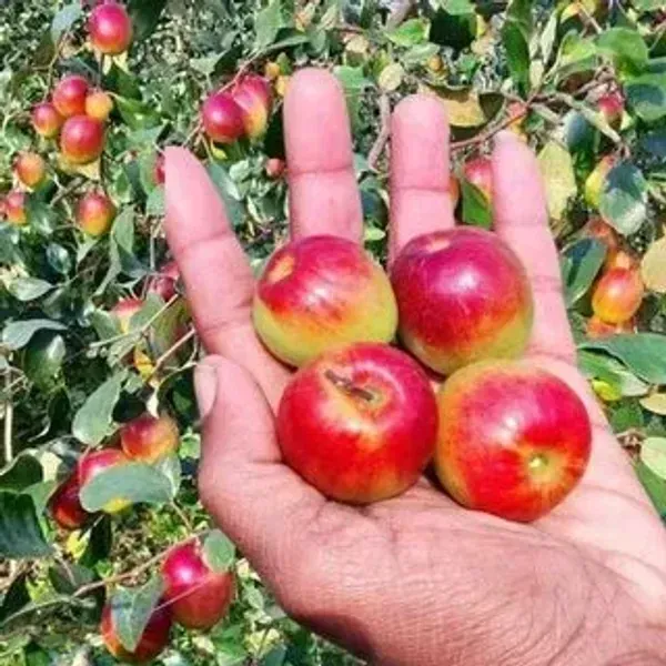 Miss_India_Red_Apple_Ber_Grafted_Fruit_Plant