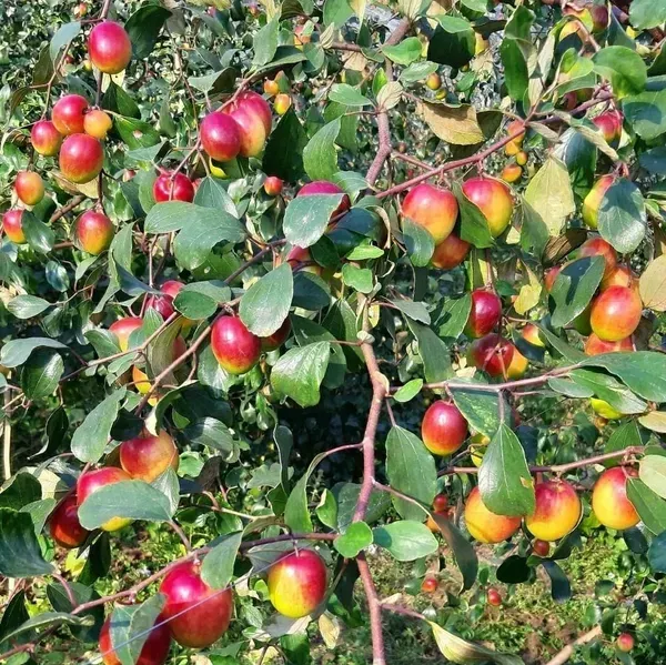 Miss_India_Red_Apple_Ber_Grafted_Fruit_Plant