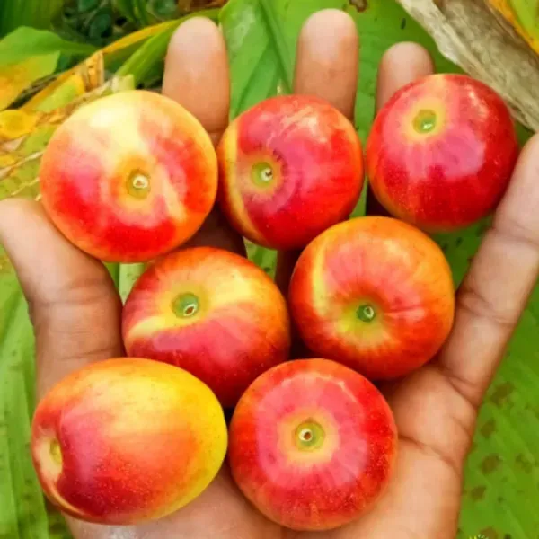 Miss_India_Red_Apple_Ber_Grafted_Fruit_Plant
