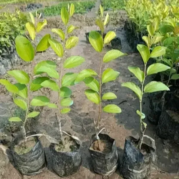 Miss_India_Red_Apple_Ber_Grafted_Fruit_Plant
