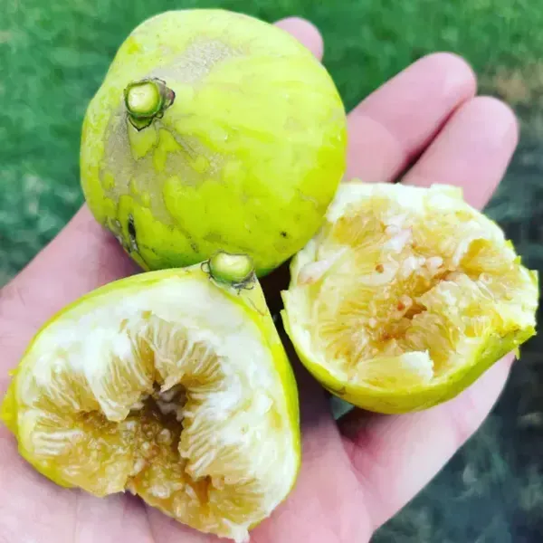 Denna_Fig_Live_Fruit_Plant_For_Home_Garden