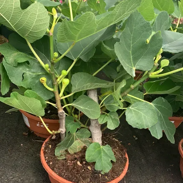Denna_Fig_Live_Fruit_Plant_For_Home_Garden