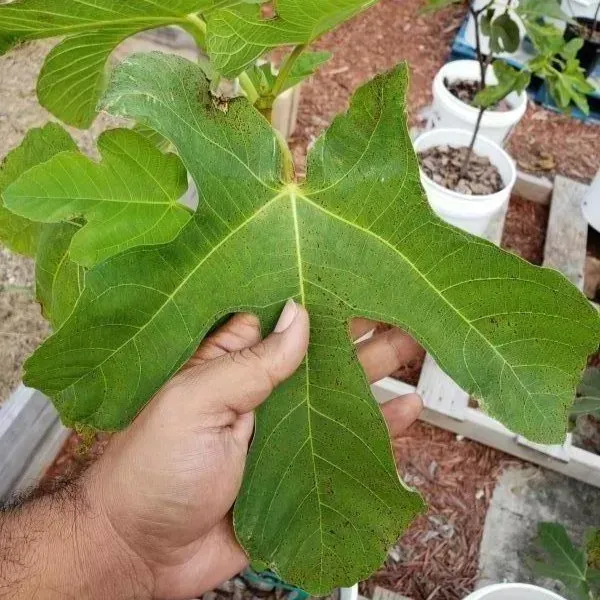 Denna_Fig_Live_Fruit_Plant_For_Home_Garden