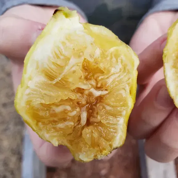 Denna_Fig_Live_Fruit_Plant_For_Home_Garden