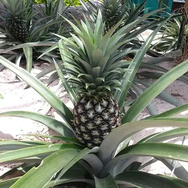 Green_Pineapple_Fruit_Plant_For_Home_Garden