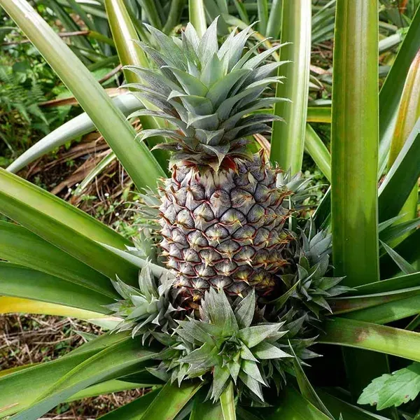 Green_Pineapple_Fruit_Plant_For_Home_Garden