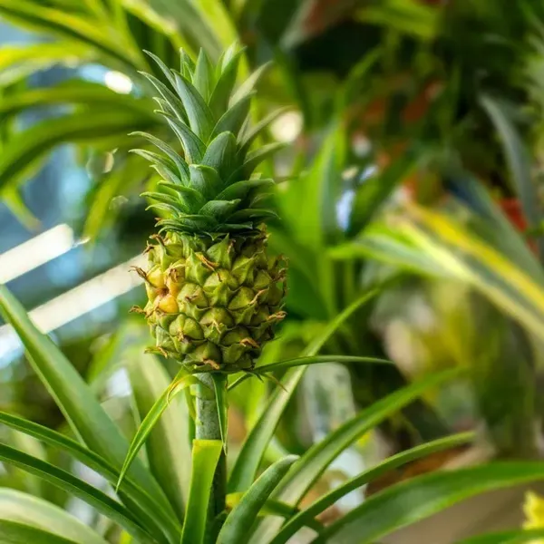 Green_Pineapple_Fruit_Plant_For_Home_Garden