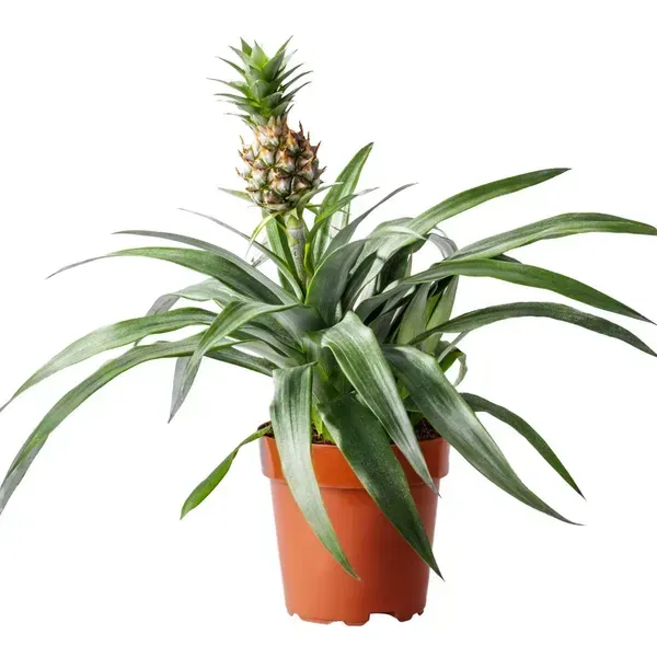Green_Pineapple_Fruit_Plant_For_Home_Garden
