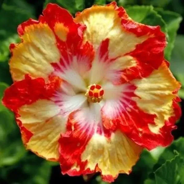 Australian_Variety_Grafted_Hibiscus_Flower_Plant