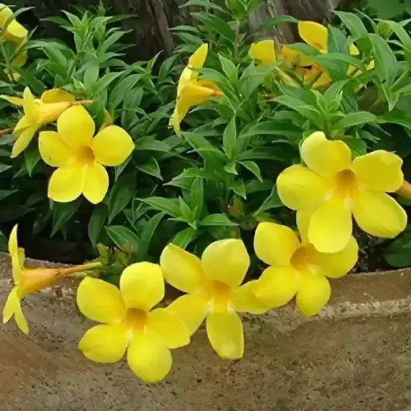 Mandevilla_Flower_Plant_Yellow
