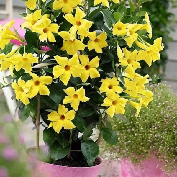 Mandevilla_Flower_Plant_Yellow