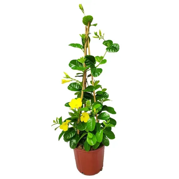 Mandevilla_Flower_Plant_Yellow