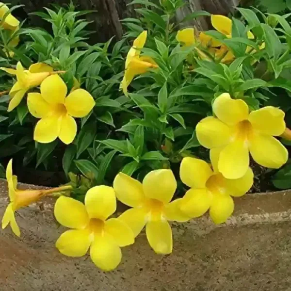 Mandevilla_Flower_Plant_Yellow
