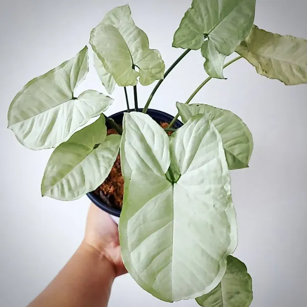 Syngonium_Plant_White_For_Home_Garden