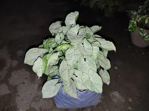 Syngonium_Plant_White_For_Home_Garden