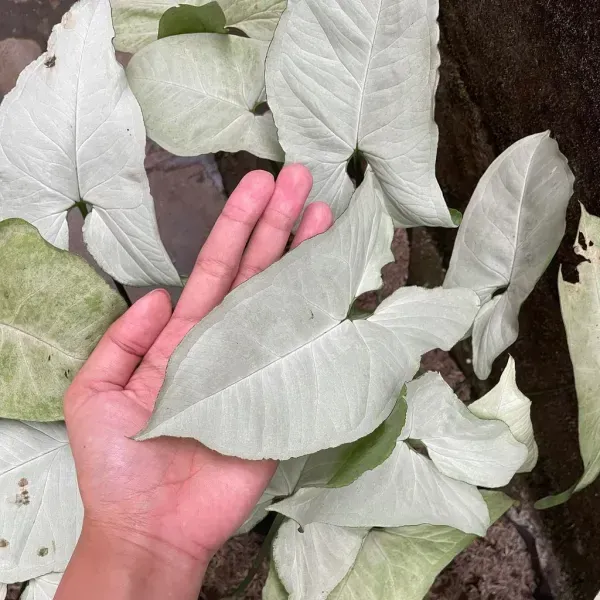 Syngonium_Plant_White_For_Home_Garden