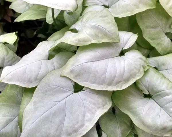 Syngonium_Plant_White_For_Home_Garden
