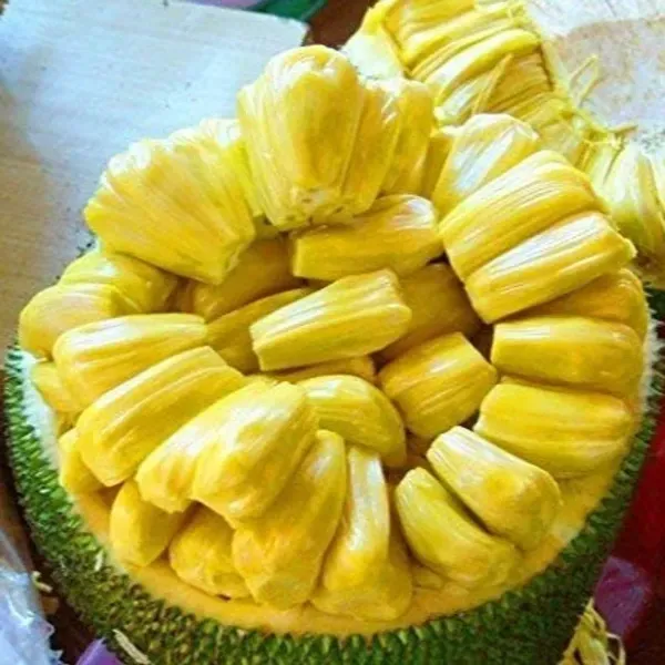 Gumless_Jackfruit_Grafted_Hybrid_Fruit_Plant
