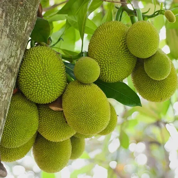 Gumless_Jackfruit_Grafted_Hybrid_Fruit_Plant