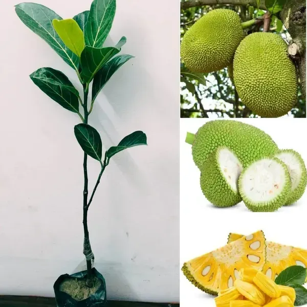 Gumless_Jackfruit_Grafted_Hybrid_Fruit_Plant