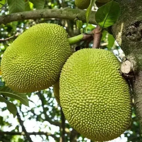 Gumless_Jackfruit_Grafted_Hybrid_Fruit_Plant