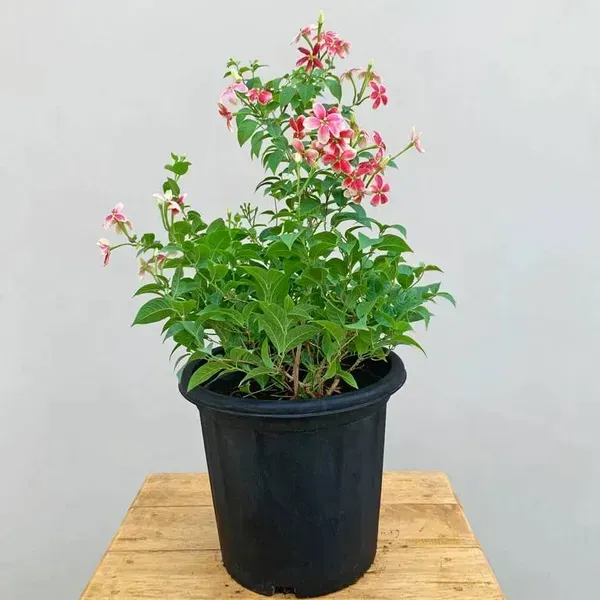 Dwarf_Variety_Rangoon_Creeper_Madhumalati_Flower_Plant