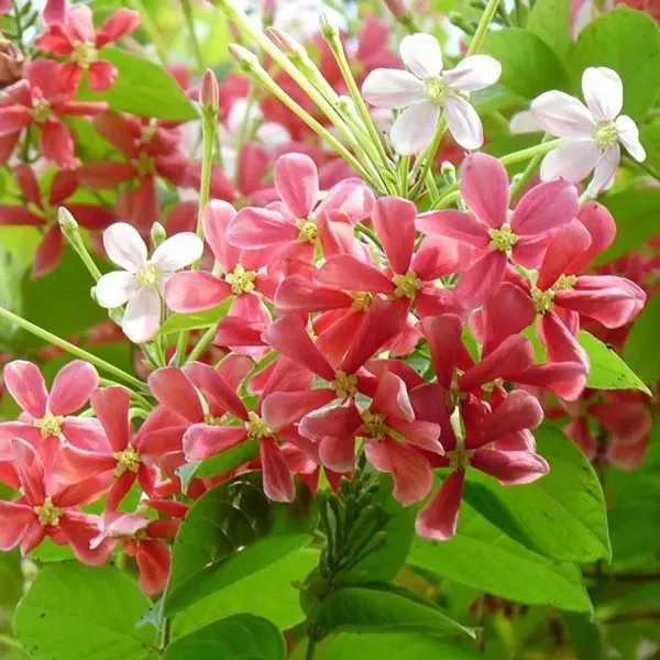 Dwarf_Variety_Rangoon_Creeper_Madhumalati_Flower_Plant