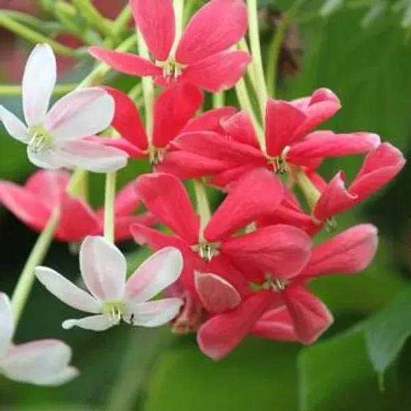 Dwarf_Variety_Rangoon_Creeper_Madhumalati_Flower_Plant
