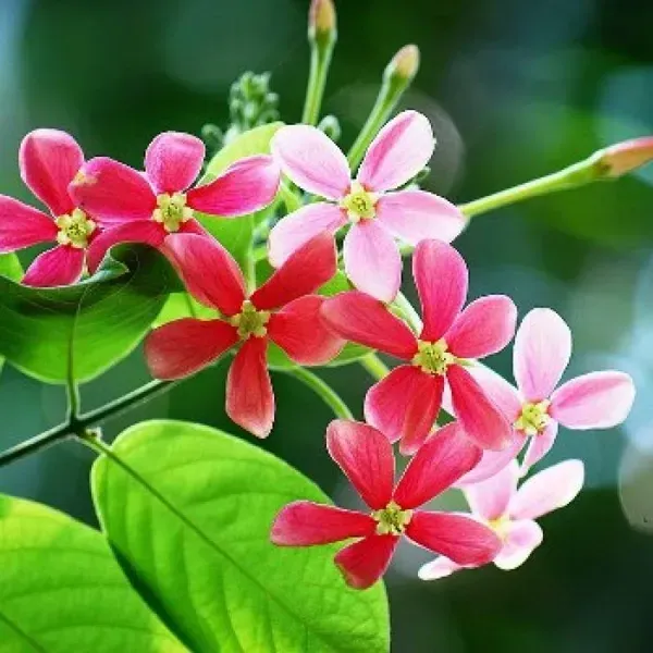 Dwarf_Variety_Rangoon_Creeper_Madhumalati_Flower_Plant