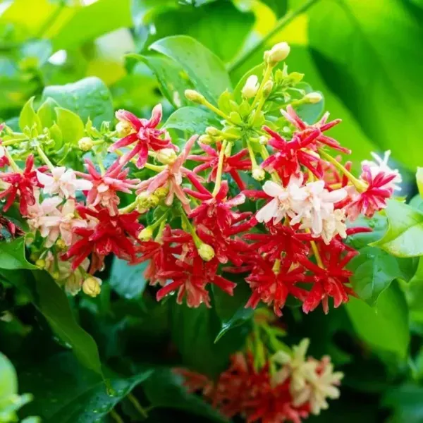 Dwarf_Variety_Rangoon_Creeper_Madhumalati_Flower_Plant