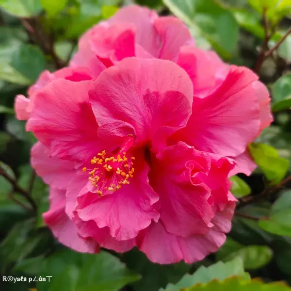 Double_Petal_Grafted_Hibiscus_Flower_Plants_Pink