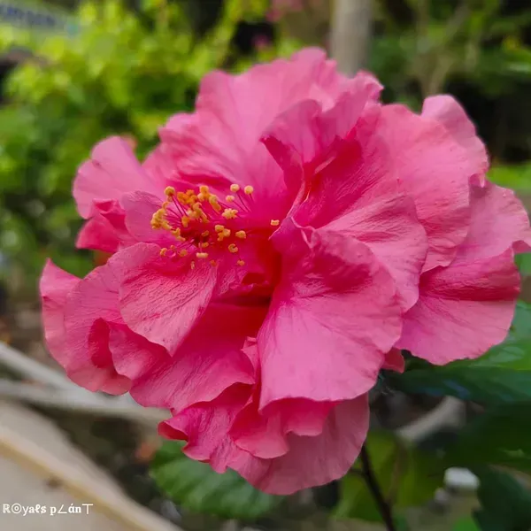 Double_Petal_Grafted_Hibiscus_Flower_Plants_Pink