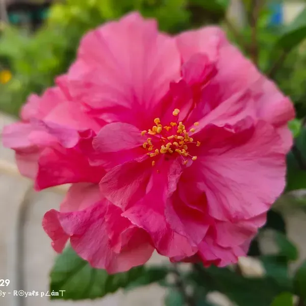 Double_Petal_Grafted_Hibiscus_Flower_Plants_Pink