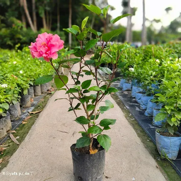 Double_Petal_Grafted_Hibiscus_Flower_Plants_Pink