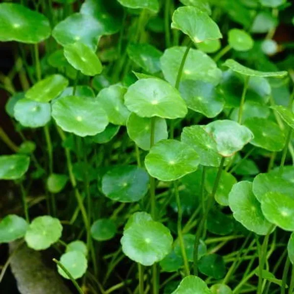 Centella_Asiatica_Brahmi_Big_Leaf_Herbs_Plant