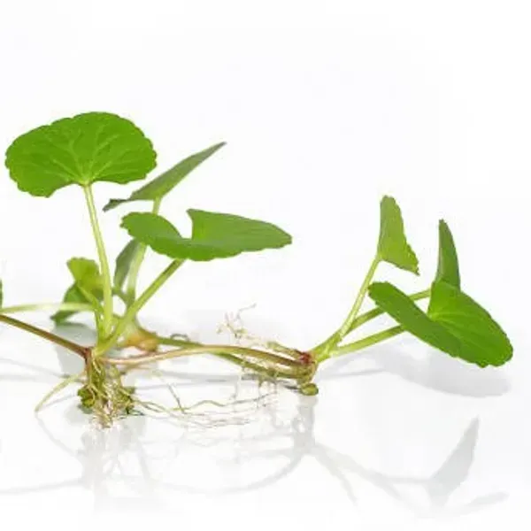 Centella_Asiatica_Brahmi_Big_Leaf_Herbs_Plant