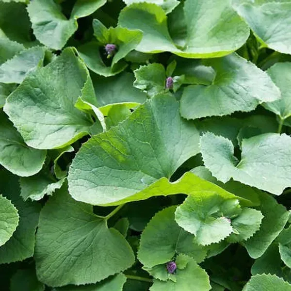 Centella_Asiatica_Brahmi_Big_Leaf_Herbs_Plant
