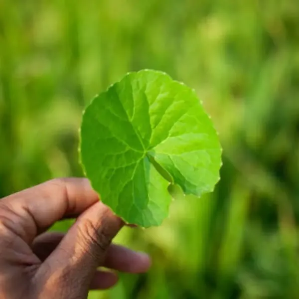 Centella_Asiatica_Brahmi_Big_Leaf_Herbs_Plant