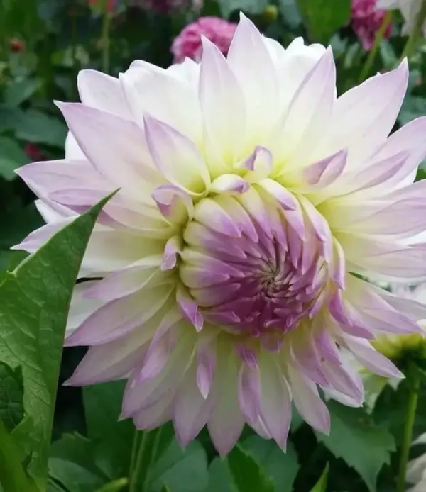 Dahlia_Flower_Plant_Variegated_White_Purple