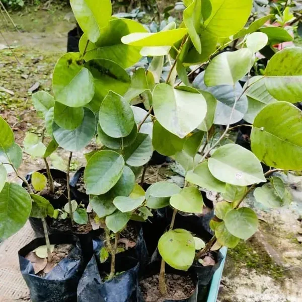 Red_Sandalwood_Chandan_Plant