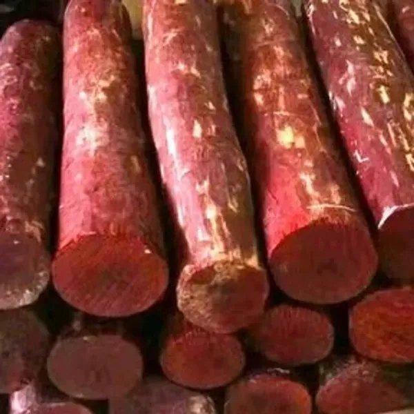 Red_Sandalwood_Chandan_Plant