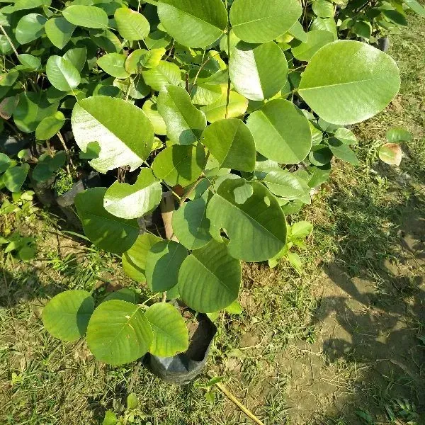 Red_Sandalwood_Chandan_Plant