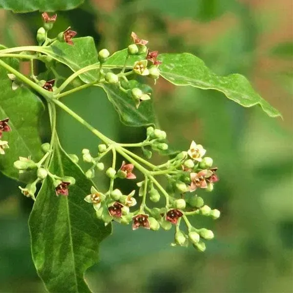 Red_Sandalwood_Chandan_Plant