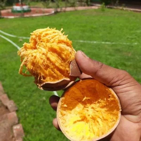 Wood_Apple_Grafted_Fruit_Plant_Bael
