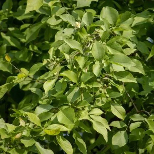 Wood_Apple_Grafted_Fruit_Plant_Bael