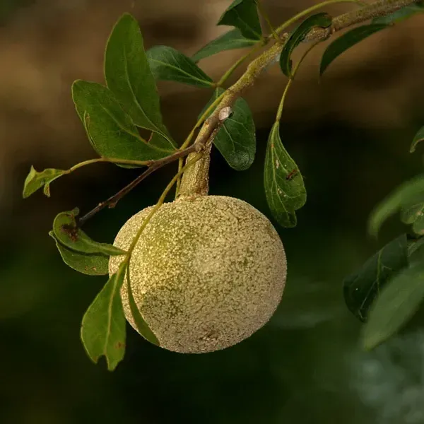 Wood_Apple_Grafted_Fruit_Plant_Bael